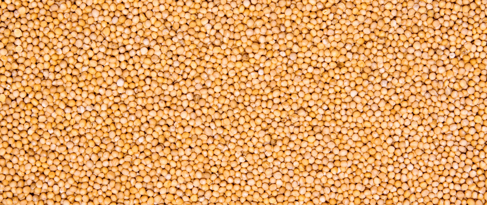 Best Quality Peeli Rai (Yellow Mustard) at low cost only ay srklee.com