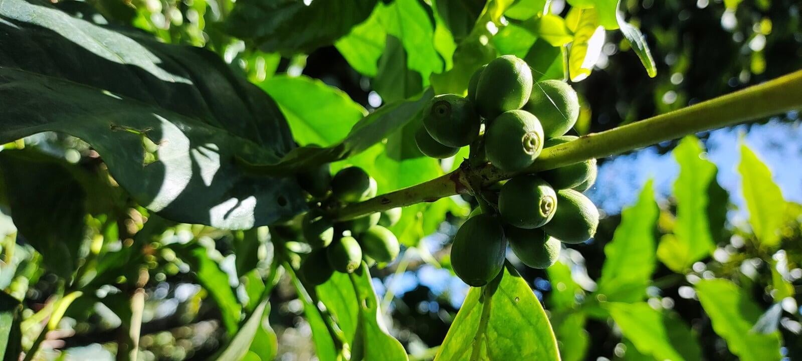Arabica Coffee 