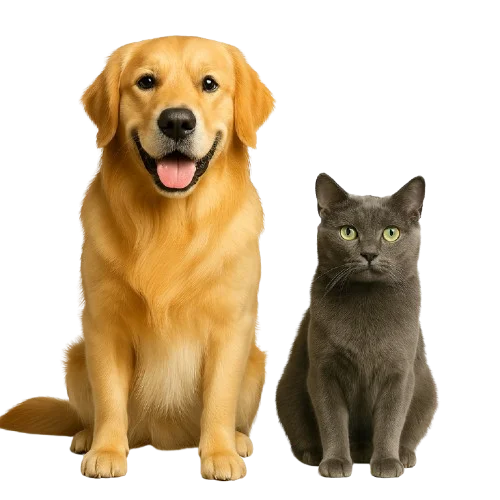 Dog and Cat