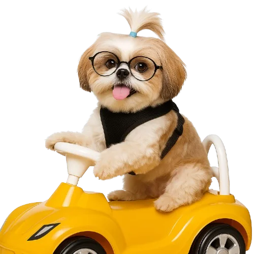 Shih tzu playing