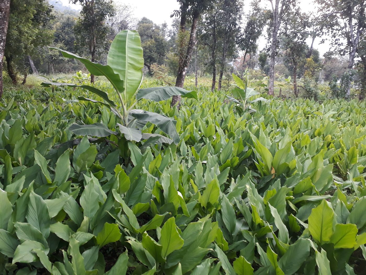 Farm Produce