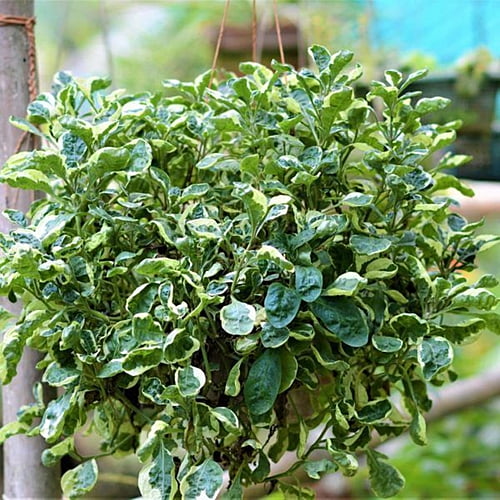 Alternanthera Variegated