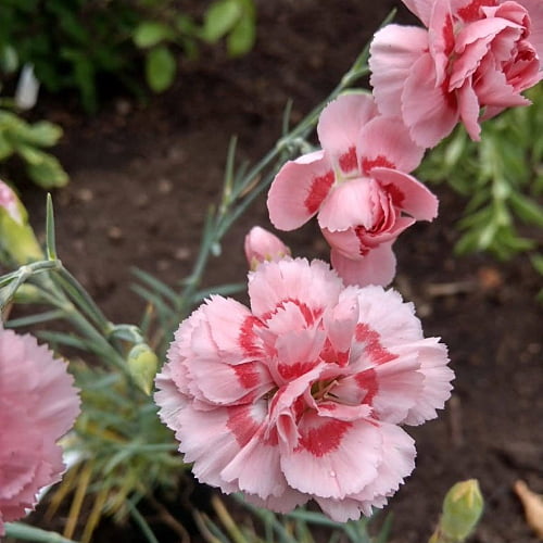 Carnations