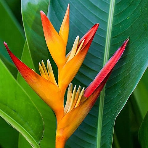 Heliconia