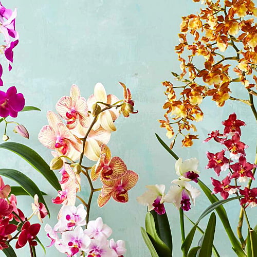 Orchids