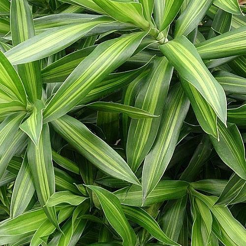 Song of Jamaica (Foliage)