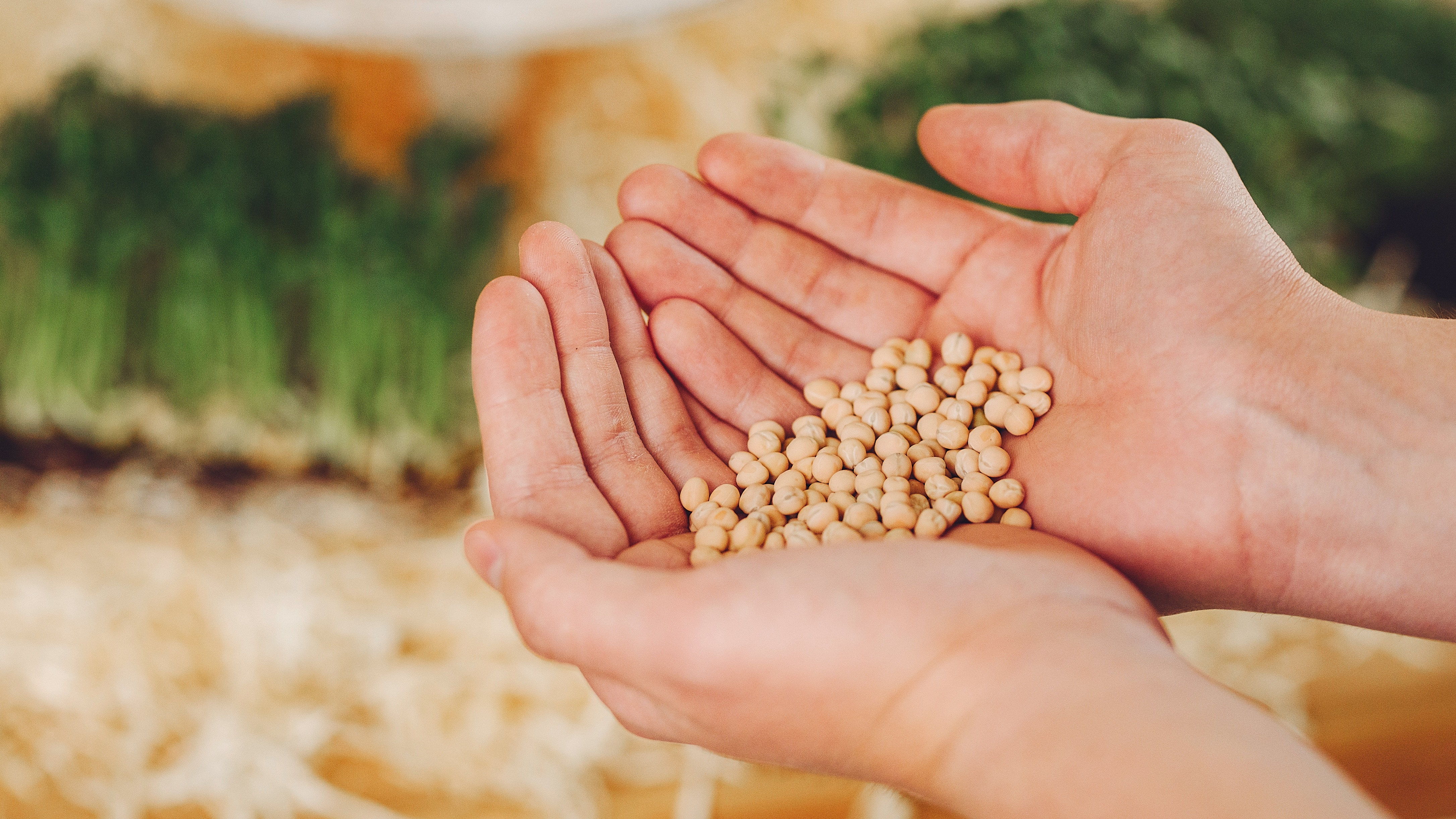 "Agricultural seeds from SRKLEE.com – premium quality for farming, export, and high yield crops"