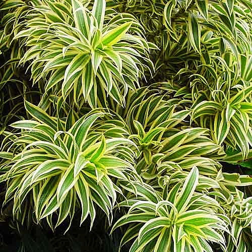 Song Of India (Foliage)