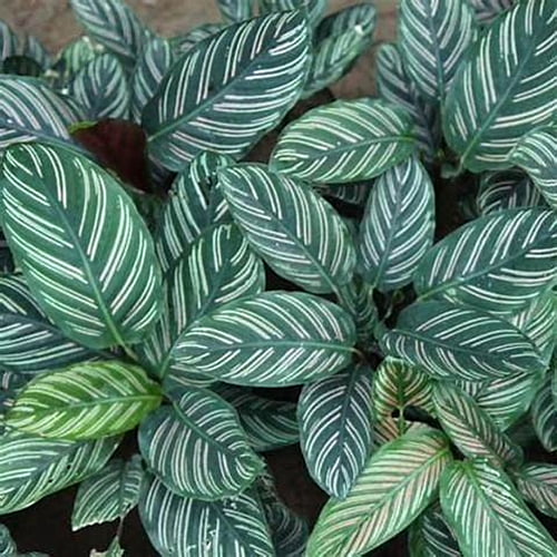 Calathea