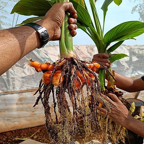 Organic Turmeric Rizhome (Mother Seeds) Organic Turmeric Rizhome (Mother Seeds)