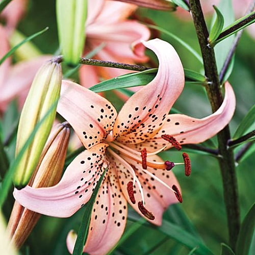 Lilies