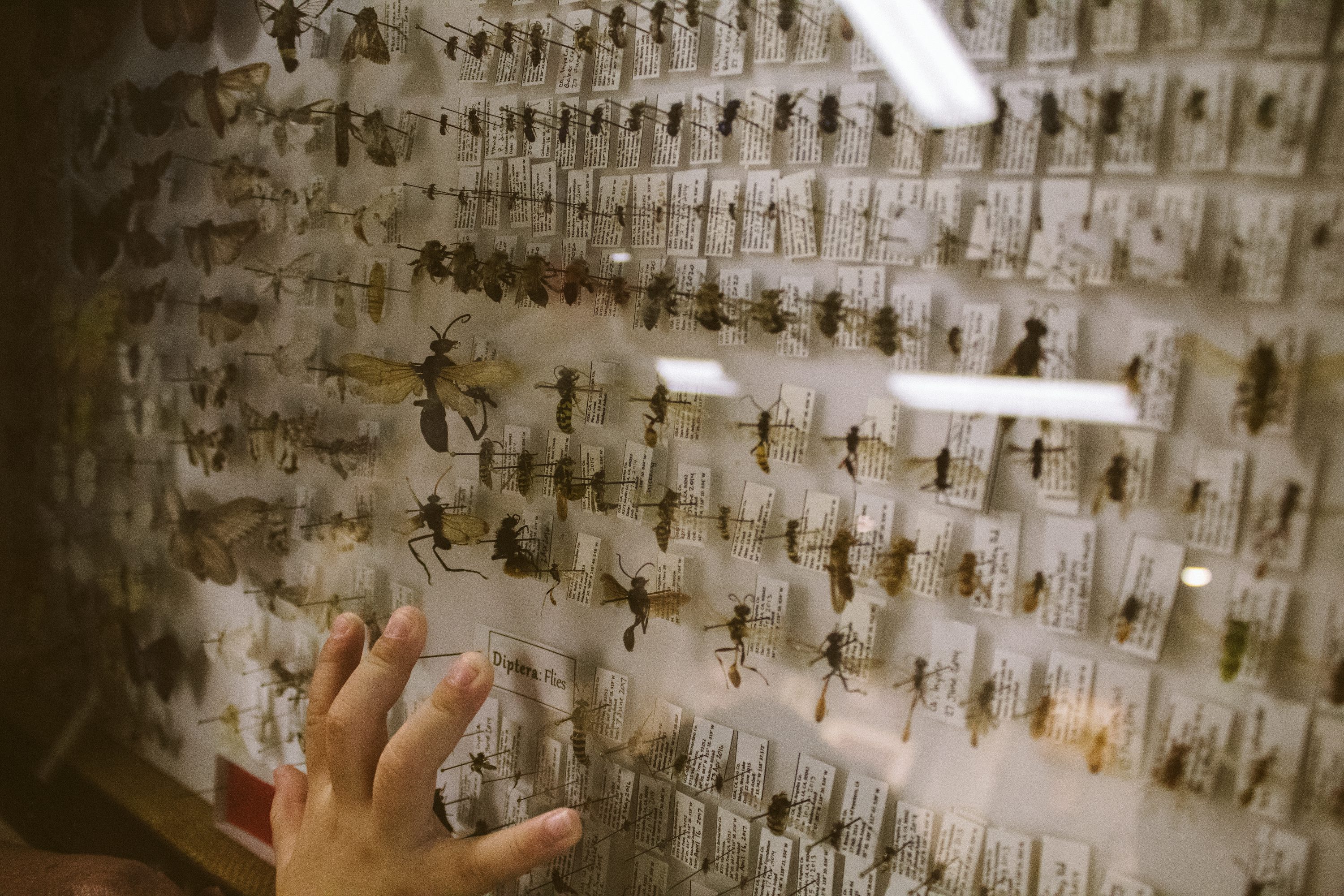Insect collection and storage equipment in India, insect storage boxes, pinning blocks, spread boards, preserving materials in Chennai