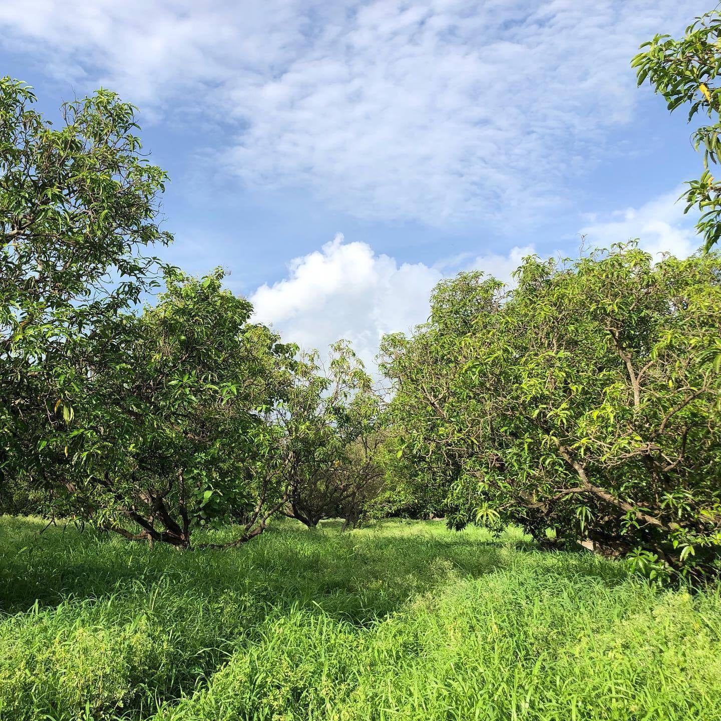 Mango Orchard in Gir