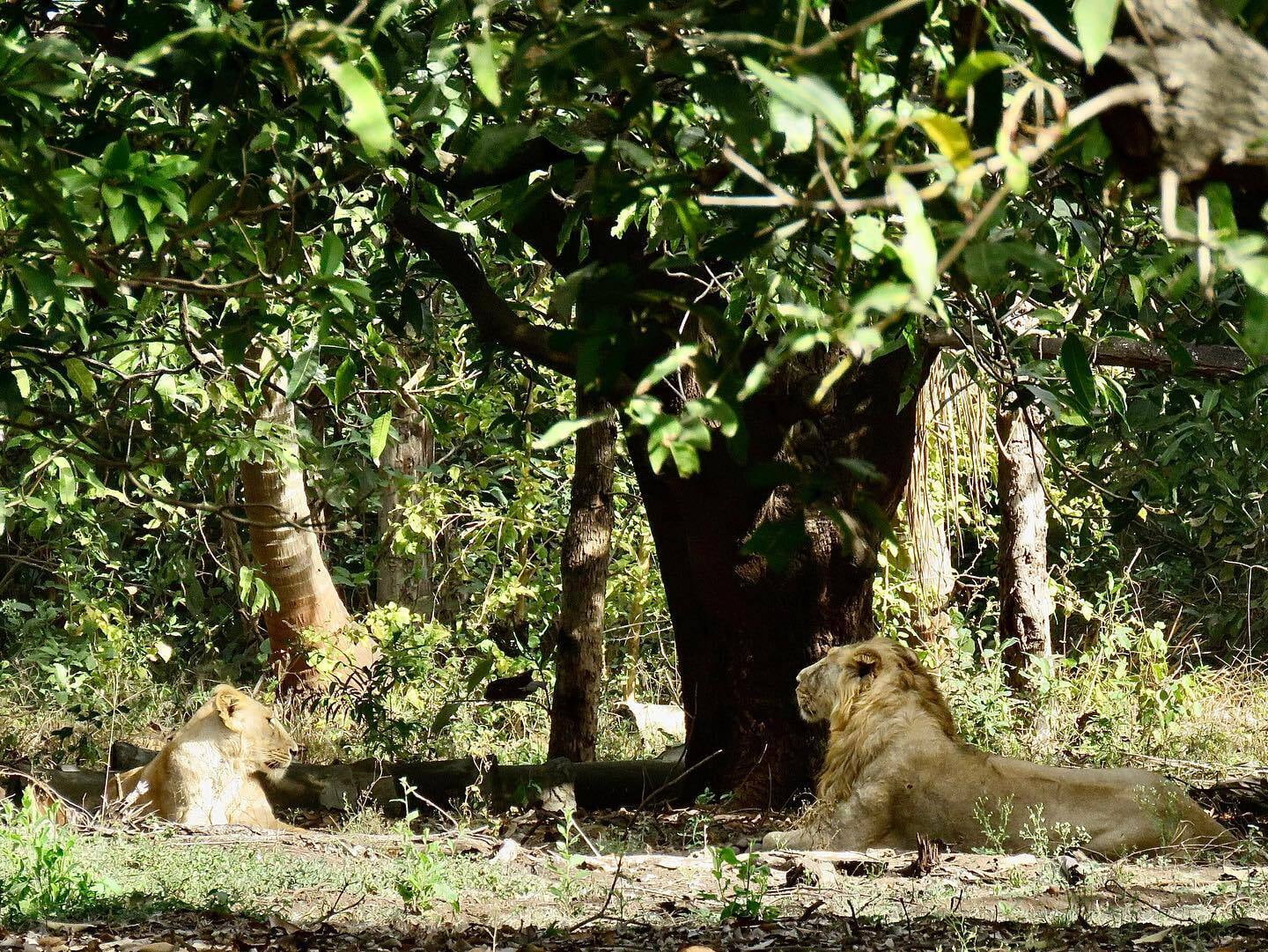 Asiatic Lions sitting under the mango tree