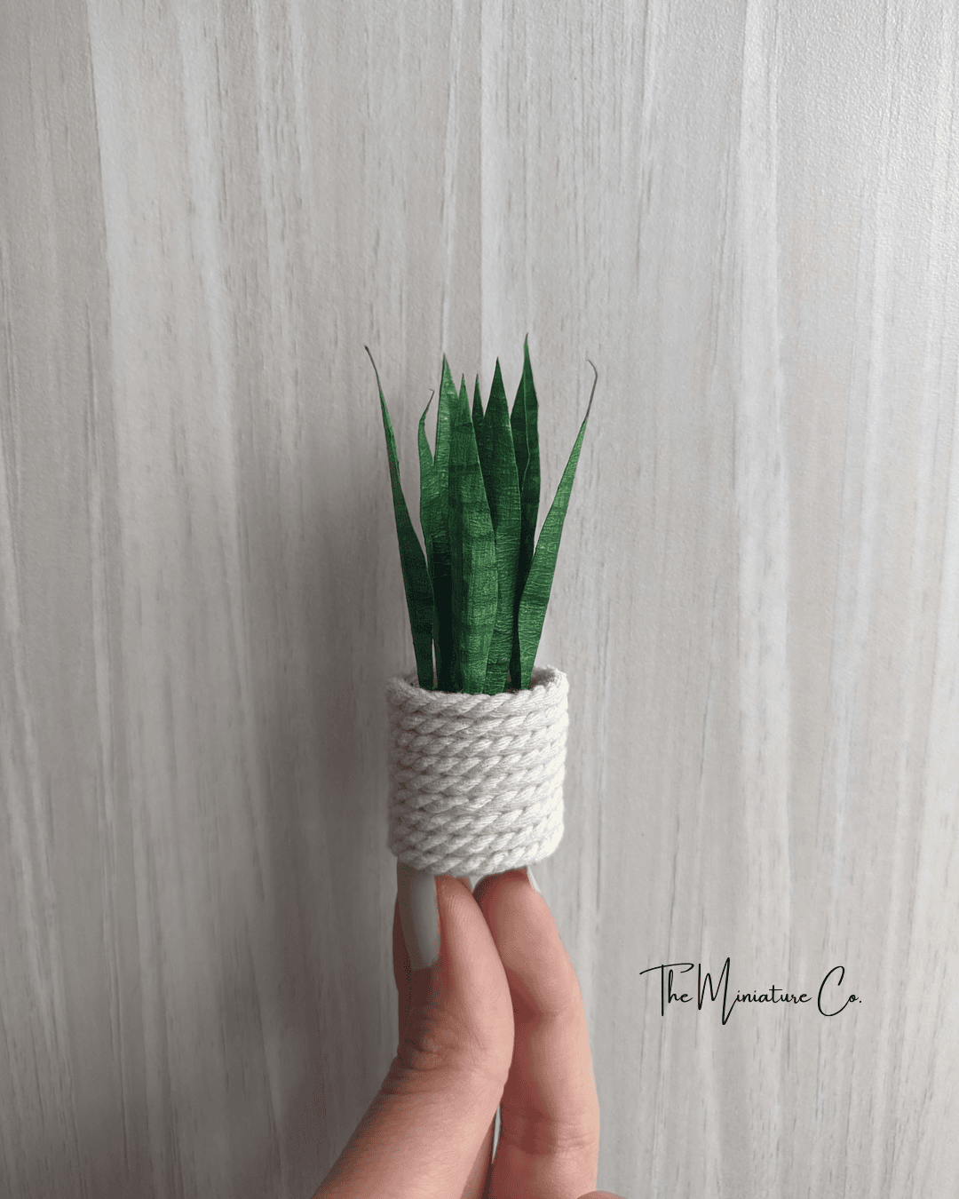Snake plant