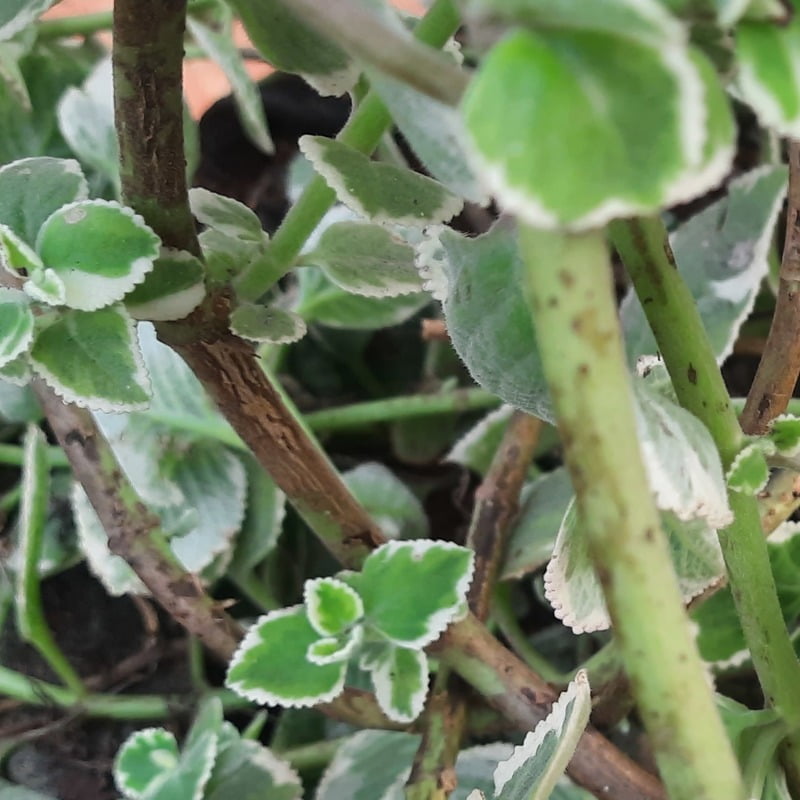 Cuban oregano or Mexican mint or Spanish thyme Plant cutting (మెక్సికన్ వాము ) (1 cut, 2cuts) Cuban oregano or Mexican mint or Spanish thyme Plant cutting (మెక్సికన్ వాము ) (1 cut, 2cuts)