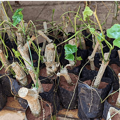 దొండ మొక్కలు Donda Plant Ivy Gourd దొండ మొక్కలు Donda Plant Ivy Gourd