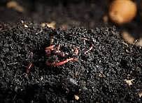 Cowdung VermiCompost