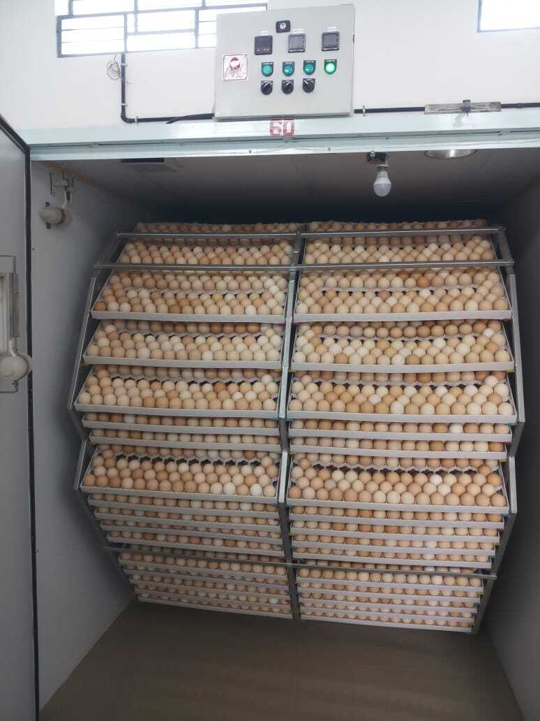 Egg Setter 34,272 (IS-34) Egg Setter 34,272 (IS-34)