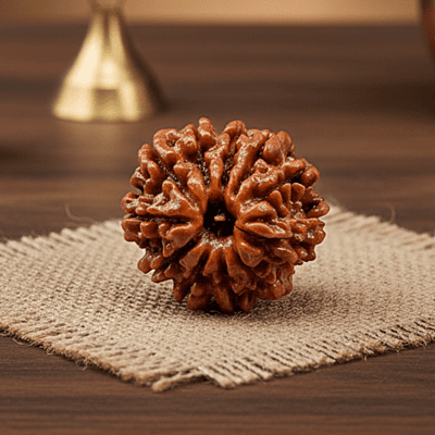11 Mukhi Rudraksha – Natural & Certified
