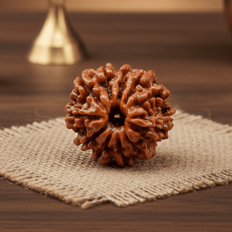 11 Mukhi Rudraksha – Natural & Certified