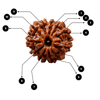 11 Mukhi Rudraksha – Natural & Certified