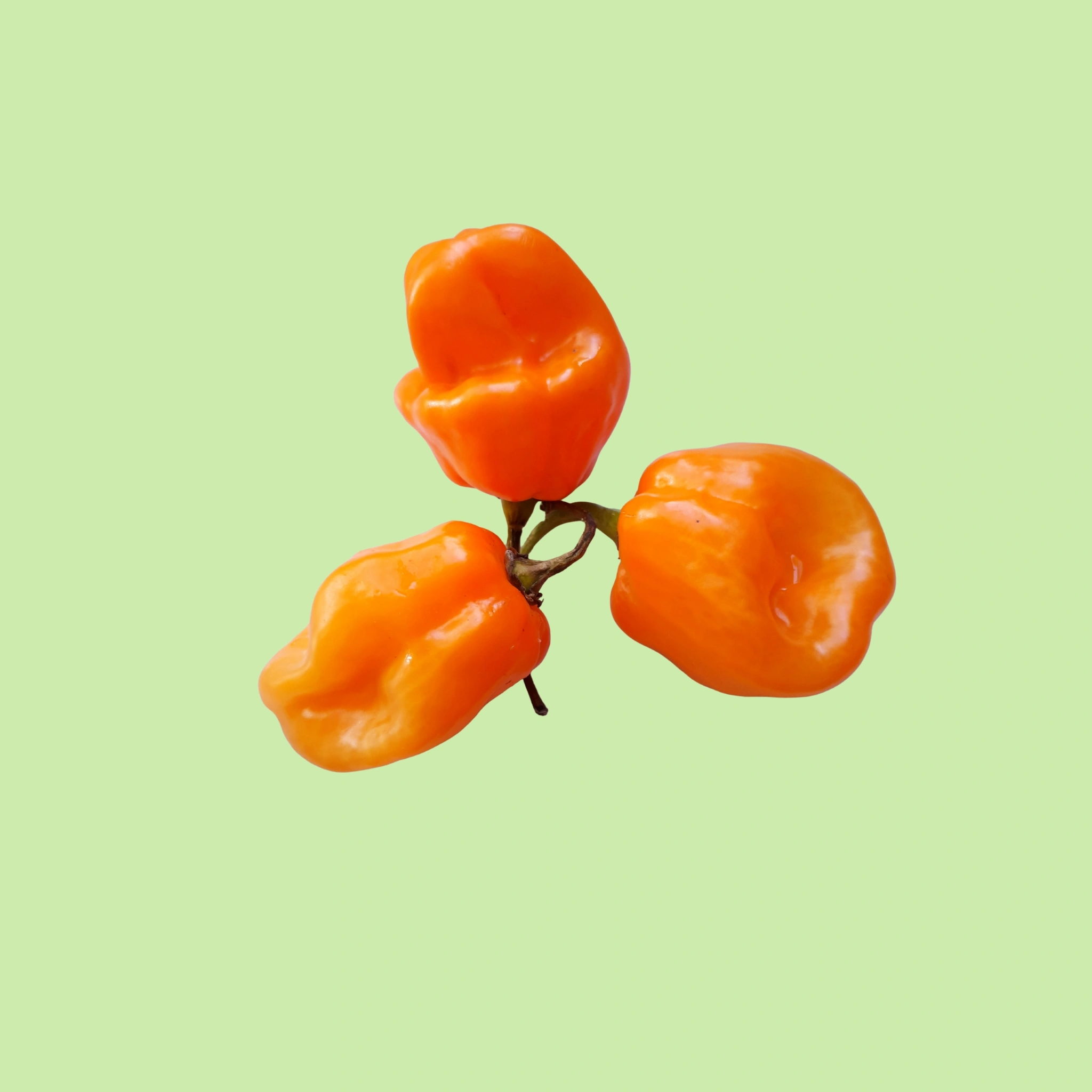 Habanero - 200g