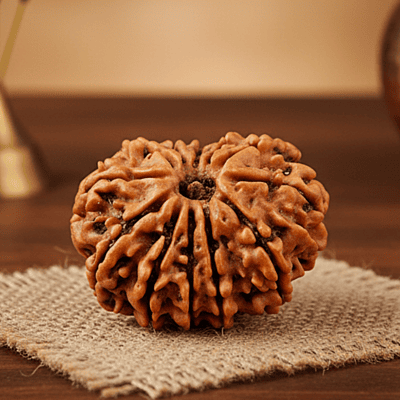 12 Mukhi Rudraksha – Natural & Certified