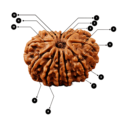 12 Mukhi Rudraksha – Natural & Certified