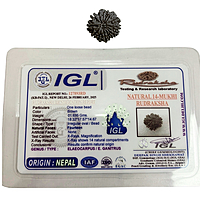 14 Mukhi Rudraksha Nepali
