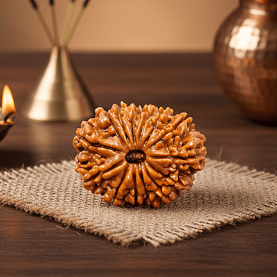 14 Mukhi Rudraksha – Natural & Certified