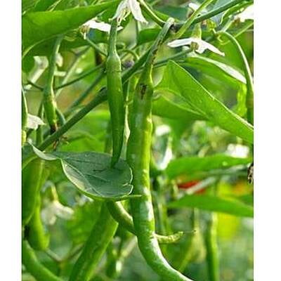 Pusa Chilli Open Pollinated 10 to 12 seeds Pusa Chilli Open Pollinated 10 to 12 seeds