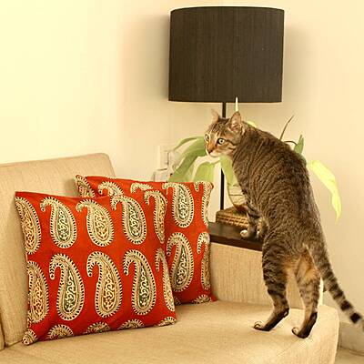 Red Paisley Cushion Cover Red Paisley Cushion Cover