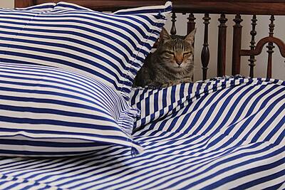 Stripes and Style Bed Cover Stripes and Style Bed Cover