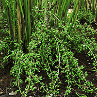 Cardamom 8mm  Elaichi इलाइची