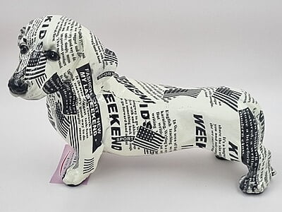 Black & White Dog