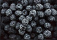 Delish Imported IQF Frozen Blackberries – 1 Kg