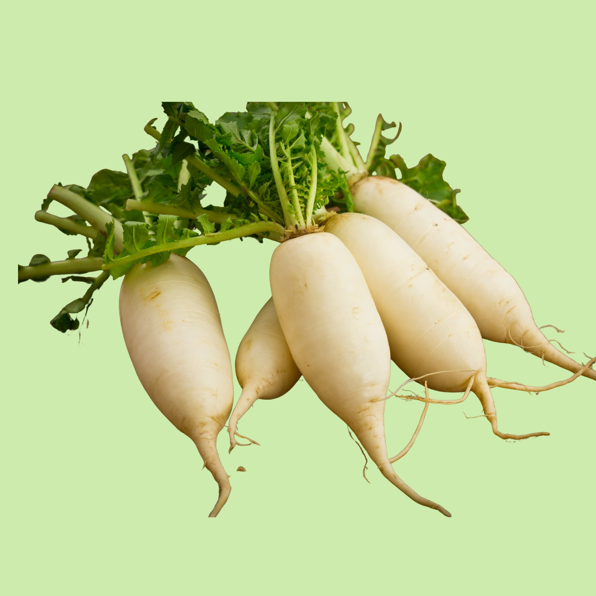 Table Radish - 100g