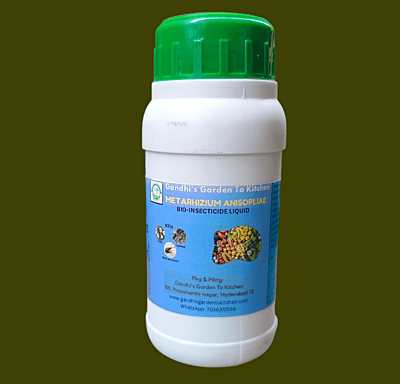 250ml Metarhizium Anisopliae Liquid Bio Insecticide 250ml Metarhizium Anisopliae Liquid Bio Insecticide