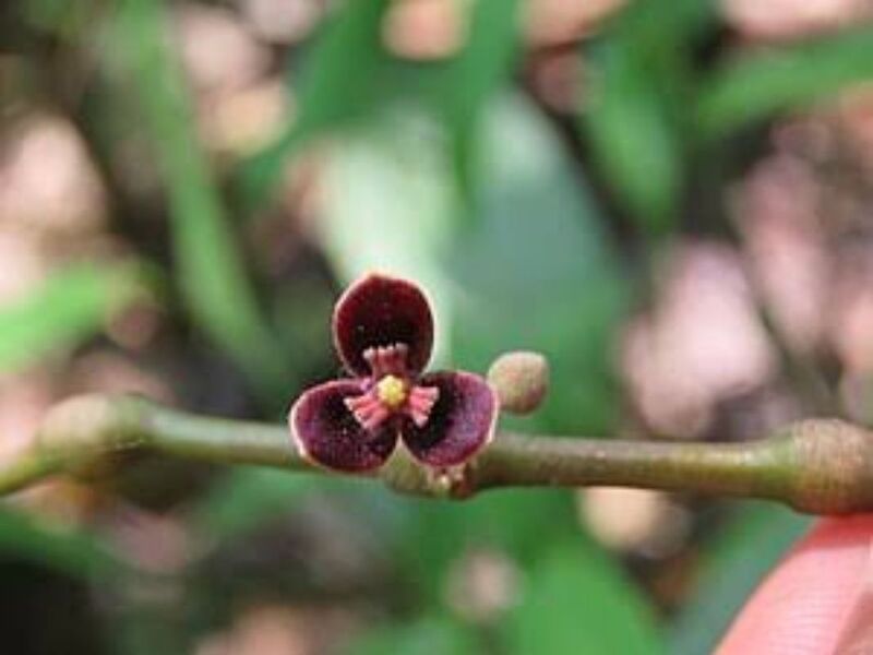 Chakrani Root - Thottea Siliquosa Chakrani Root - Thottea Siliquosa