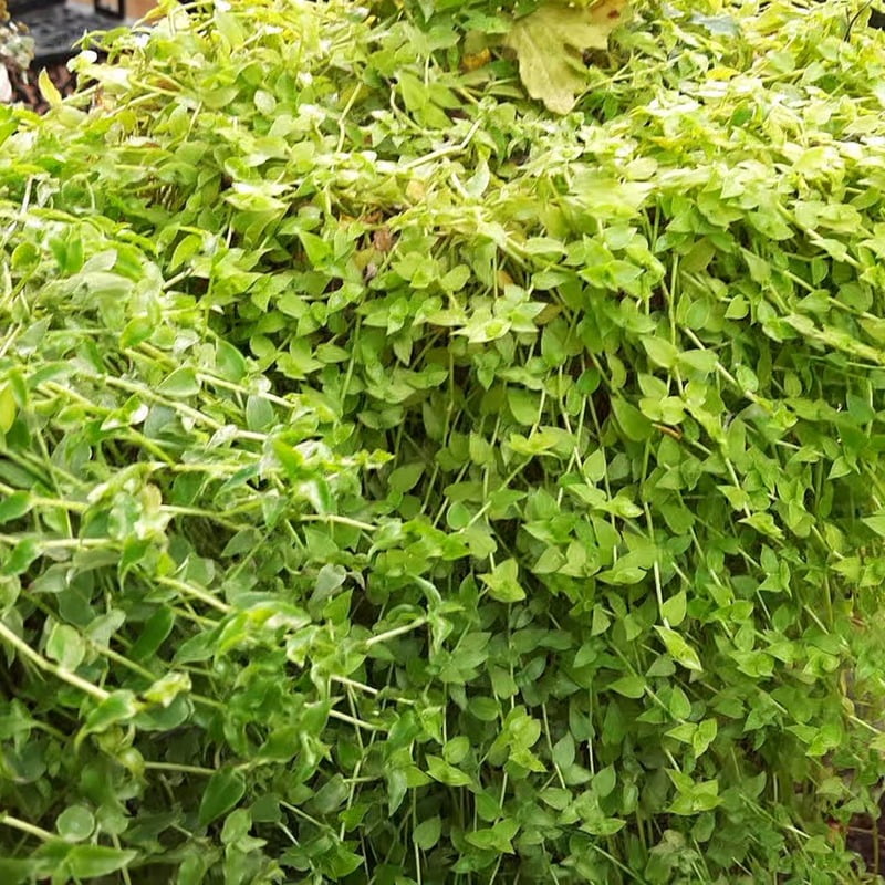 Green Turtle Vine Hanging plant (Callisia repens)