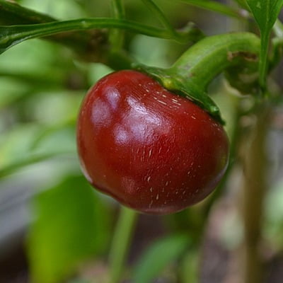 Cherry Peppers (Chilli) 10-12 seeds