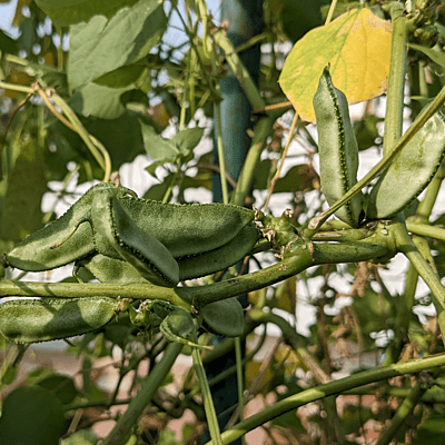 Organic Kanupu chikkudu Seeds 6 to 8 | Heirloom short beans Organic Kanupu chikkudu Seeds 6 to 8 | Heirloom short beans