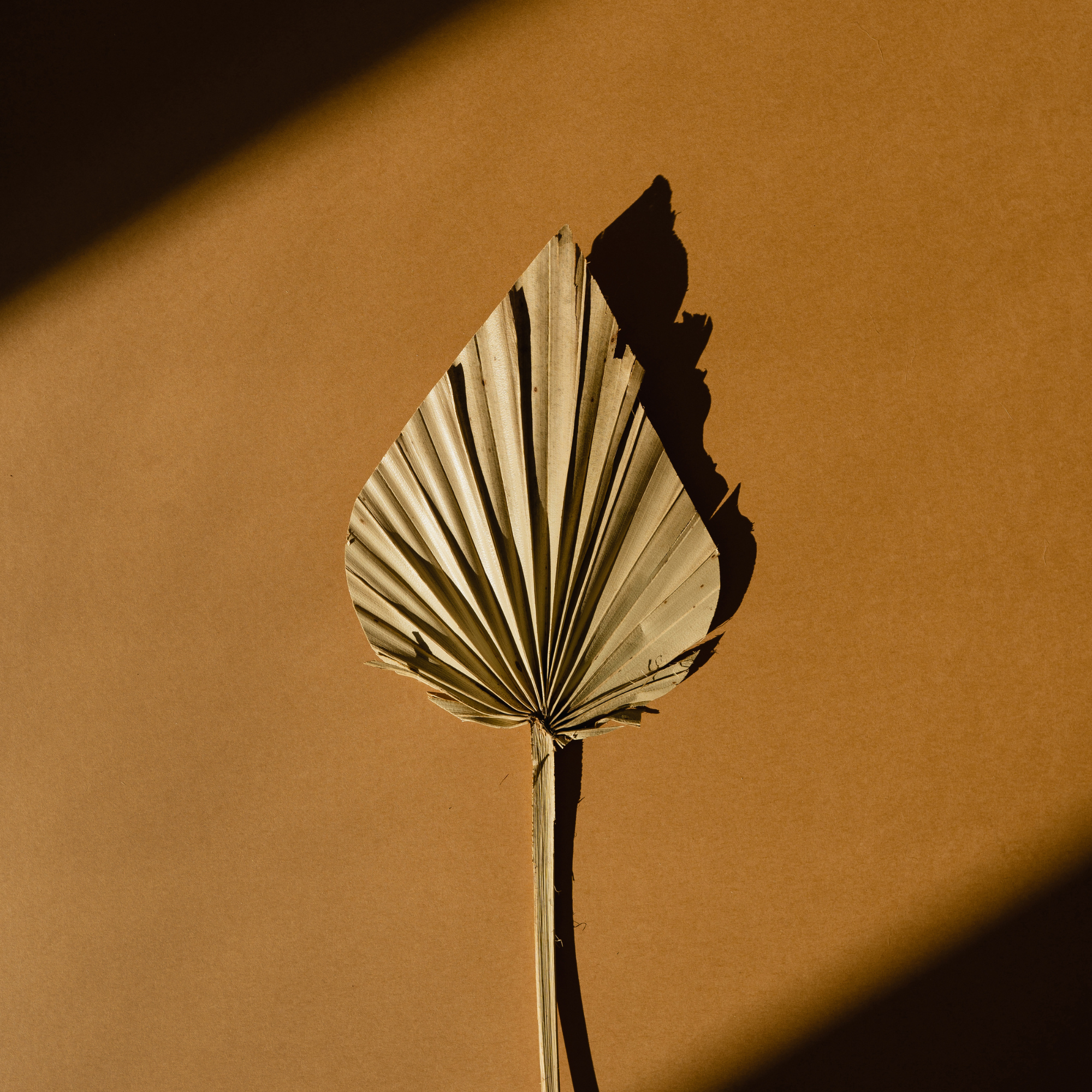 Palm Spear