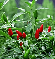 Dried Bird’s Eye Chilli Kanthari