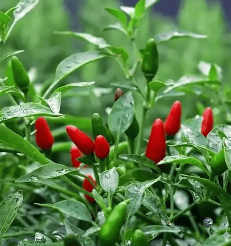 Dried Bird’s Eye Chilli Kanthari