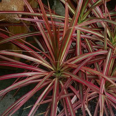 Dracaena Coloroma
