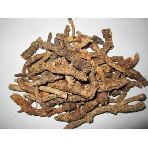 Katuka Rohini - Picrorhiza Kurroa Katuka Rohini - Picrorhiza Kurroa