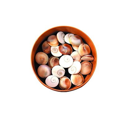 Gomti Chakra 21 Pcs Astrological and goddess lakshmi poja use Gomti Chakra 21 Pcs Astrological and goddess lakshmi poja use
