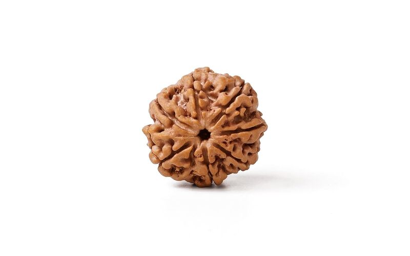 7 Mukhi Rudraksha Bead Without Pendant | Original Nepali | Natural 7 Mukhi Rudraksha Bead Without Pendant | Original Nepali | Natural